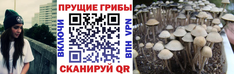 blacksprut как зайти  Беслан  Галлюциногенные грибы Cubensis 